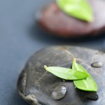 Anthroposophische Medizin im Fokus
